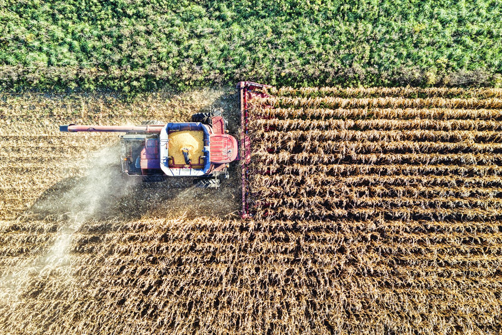 Aerial view of a combine harvesting corn in a field