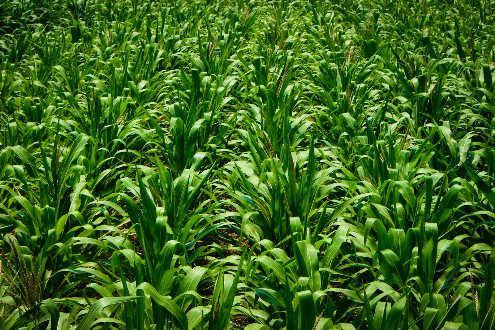 Healthy green corn growing in dense field rows